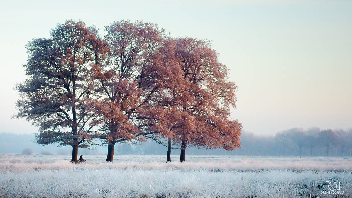 Herfstbomen met roestkleurige bladeren staan ​​in een met rijp bedekte weide, verzacht door ochtendnevel en een lichtblauwe lucht; een sereen landelijk landschap.