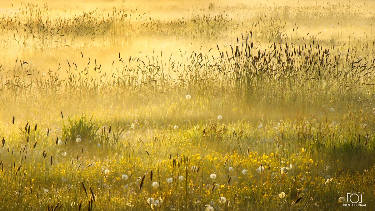 Sunlit meadow filled with golden grasses, yellow wildflowers, white dandelion seed heads, and dark cattails, creating a peaceful summer scene.