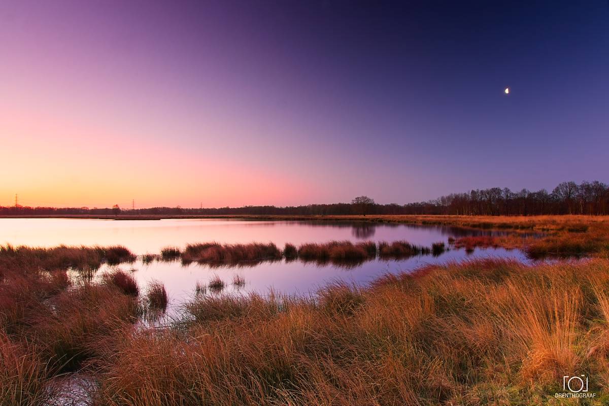 Een rustig moeras weerspiegelt in de schemering een roze-paarse lucht en een maansikkel, waarbij goudkleurige grassen, riet en bomen in de verte zorgen voor een serene sfeer.
