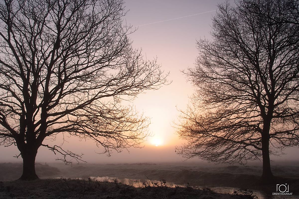 Bomen zonder bladeren omlijsten een mistige zonsopgang boven een rustig plattelandslandschap; hun donkere takken tekenen zich af tegen een zachtroze en gouden lucht.