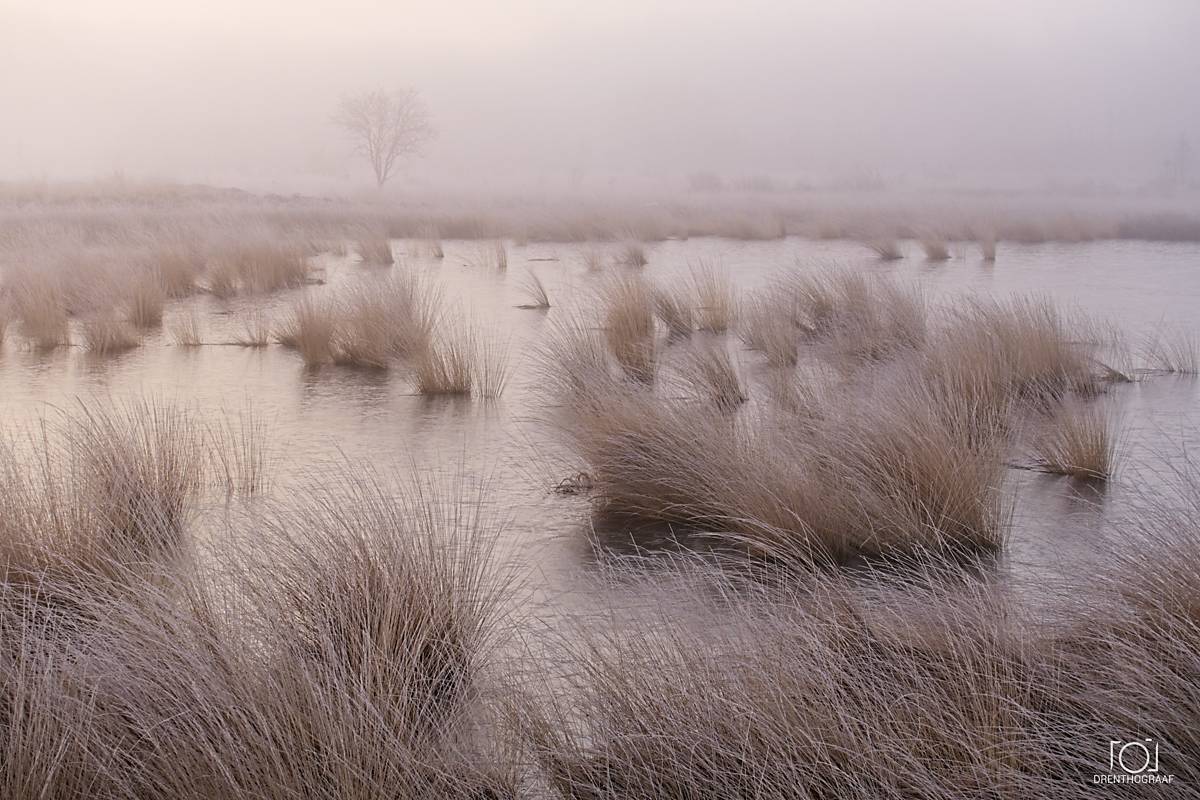 Een nevelig moerasgebied bij dageraad, met bleke waterlopen die door geelbruin riet slingeren; een eenzame, kale boom vervaagt in de stille mist.