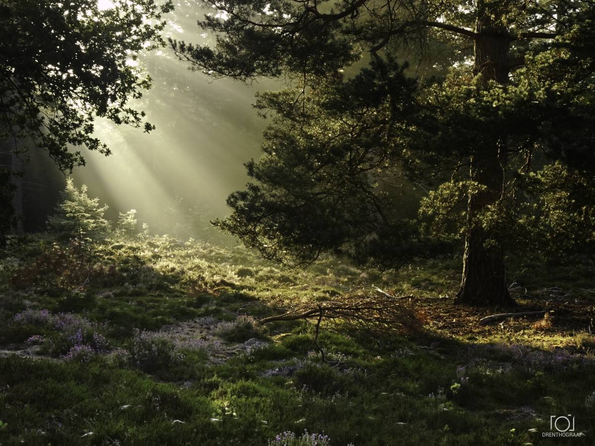 Zonnestralen stromen door een zonovergoten bos en verlichten wilde bloemen, mos en een gevallen tak onder torenhoge bomen in een sereen boslandschap.