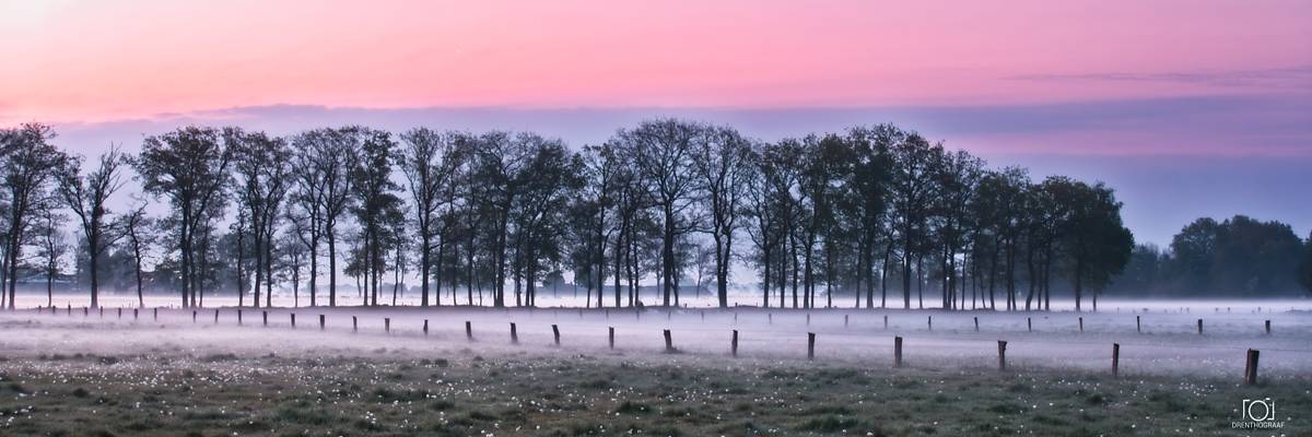 Een panoramisch uitzicht op een mistig veld bij zonsopgang, met een rij kale bomen tegen een zachtroze en paarse lucht en een houten hek op de voorgrond.