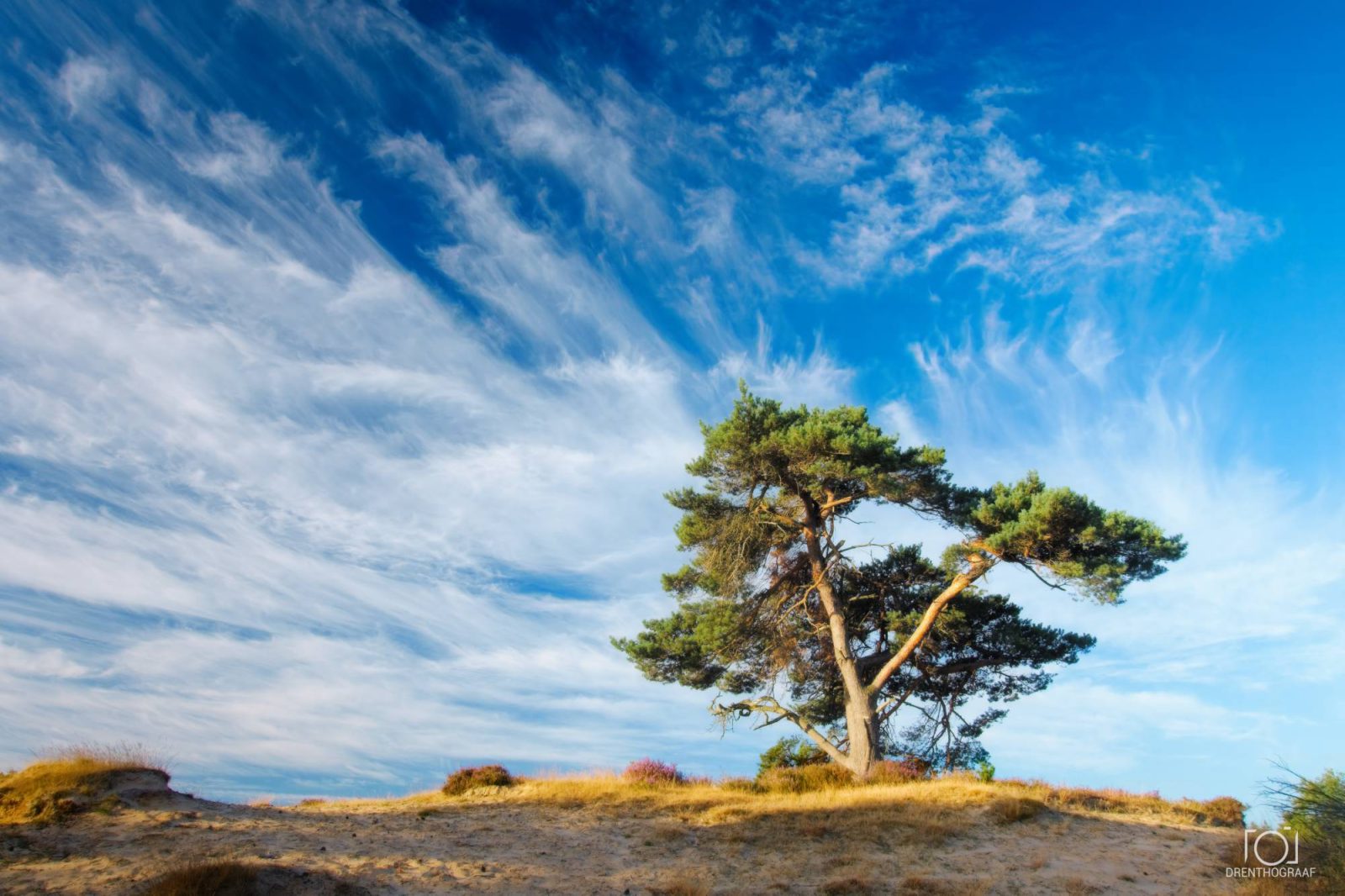 Een eenzame den staat op een zanderig, met gras begroeid duin onder een stralend blauwe hemel vol ijle, streperige sluierwolken, op een heldere, zonnige dag