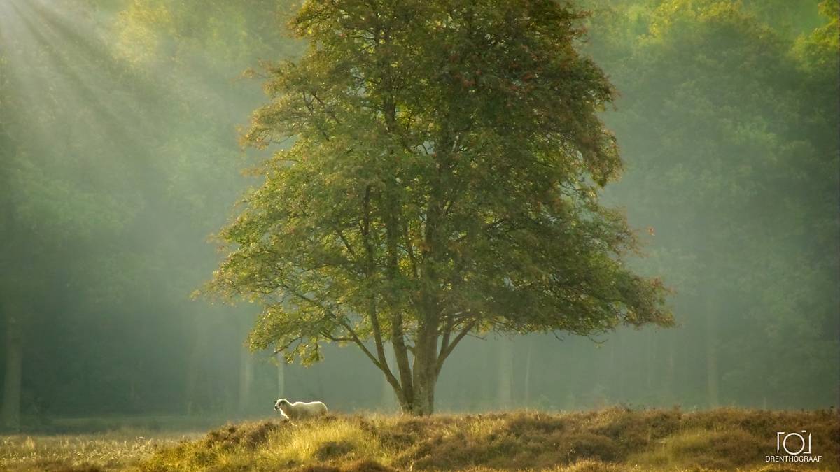 Een eenzaam schaap rust onder een brede boom terwijl gouden zonnestralen door een mistig bos filteren en een vredig, sereen boslandschap creëren.