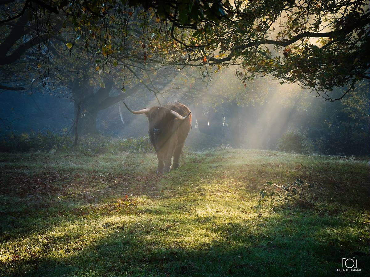 Een Schotse hooglander staat op een mistige, door de zon beschenen open plek in het bos, waarbij gouden lichtstralen door het bladerdak op de met gras en bladeren bedekte bodem vallen.