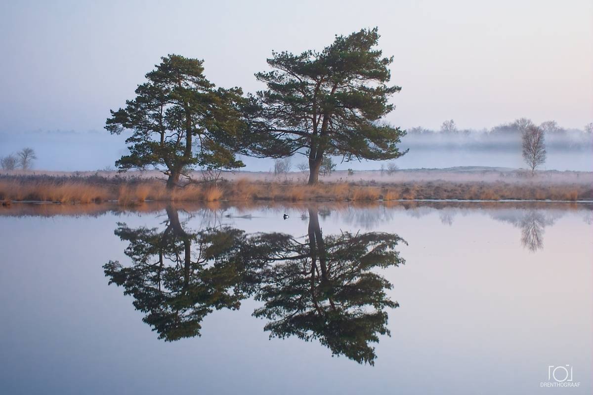 Twee grove dennen staan ​​op een mistige oever van een heideveld en worden perfect weerspiegeld in het kalme, spiegelgladde oppervlak van een vijver, onder een zachte, bleke ochtendhemel.