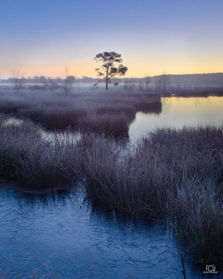 Een sereen, rijpbedekt landschap bij dageraad, met een eenzame boom bij een moerassige vijver met ijzig water en hoog, bevroren gras onder een zachte hemel.