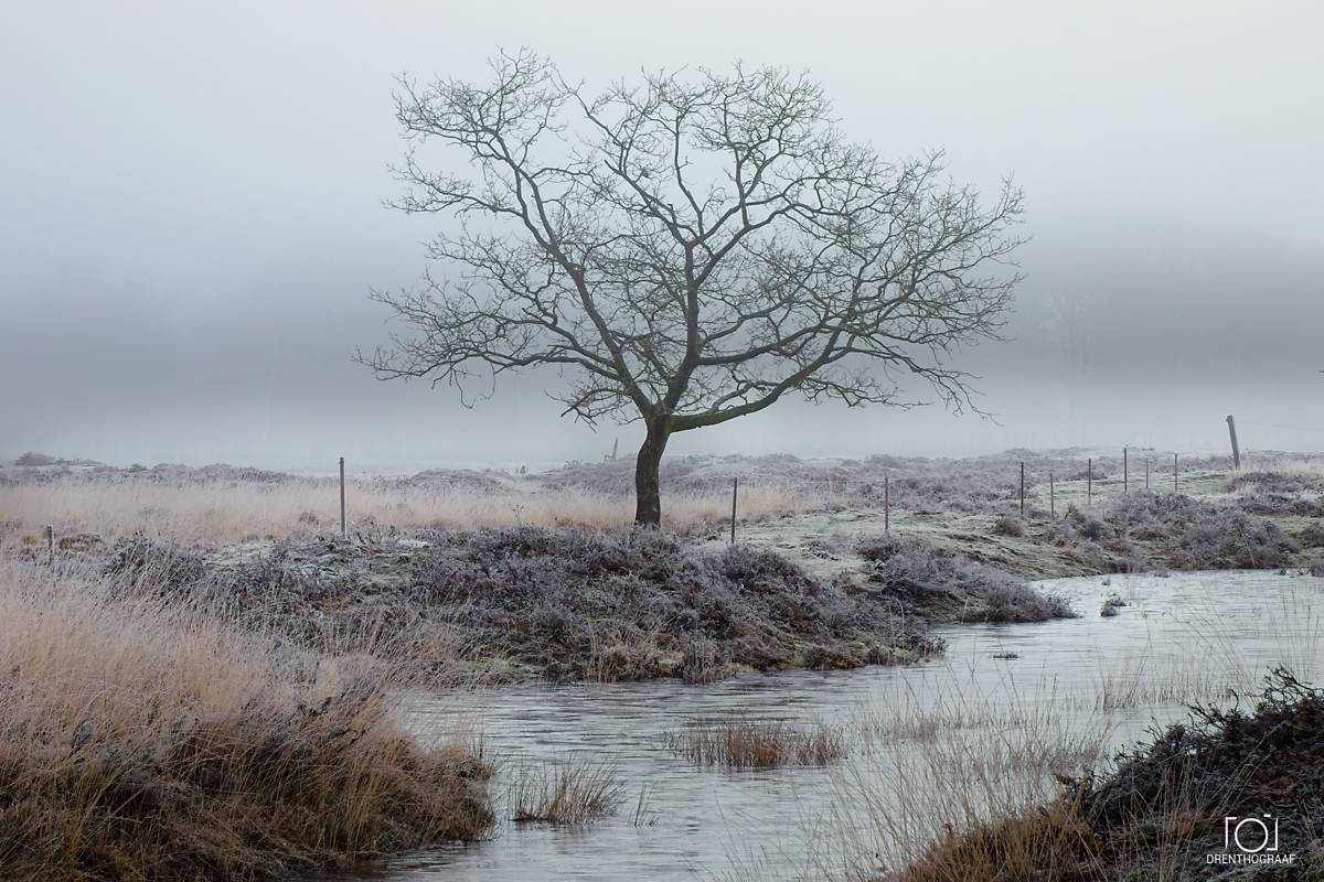 Een eenzame, bladloze boom staat in een mistig, met rijp bedekt landschap, met een beekje dat op de voorgrond stroomt onder een grijze, betrokken hemel.