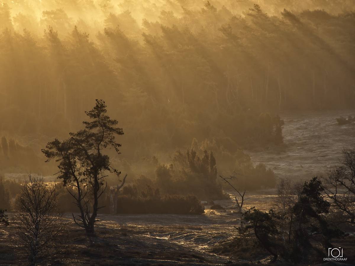 Zonlicht filtert door een nevelig bos en werpt gouden stralen over de bomen en een veld. Met op de voorgrond een kronkelende boom als silhouet.