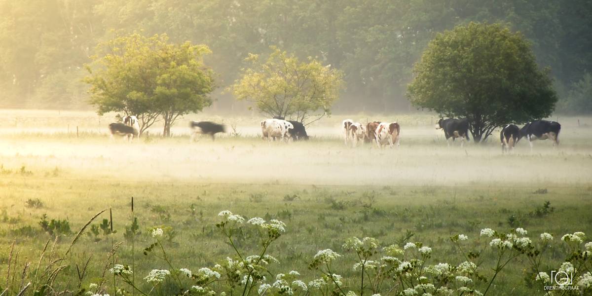 Koeien grazen in een zonovergoten, nevelige weide onder bladerrijke bomen, met witte wilde bloemen op de voorgrond die zorgen voor een vredig landelijk tafereel.