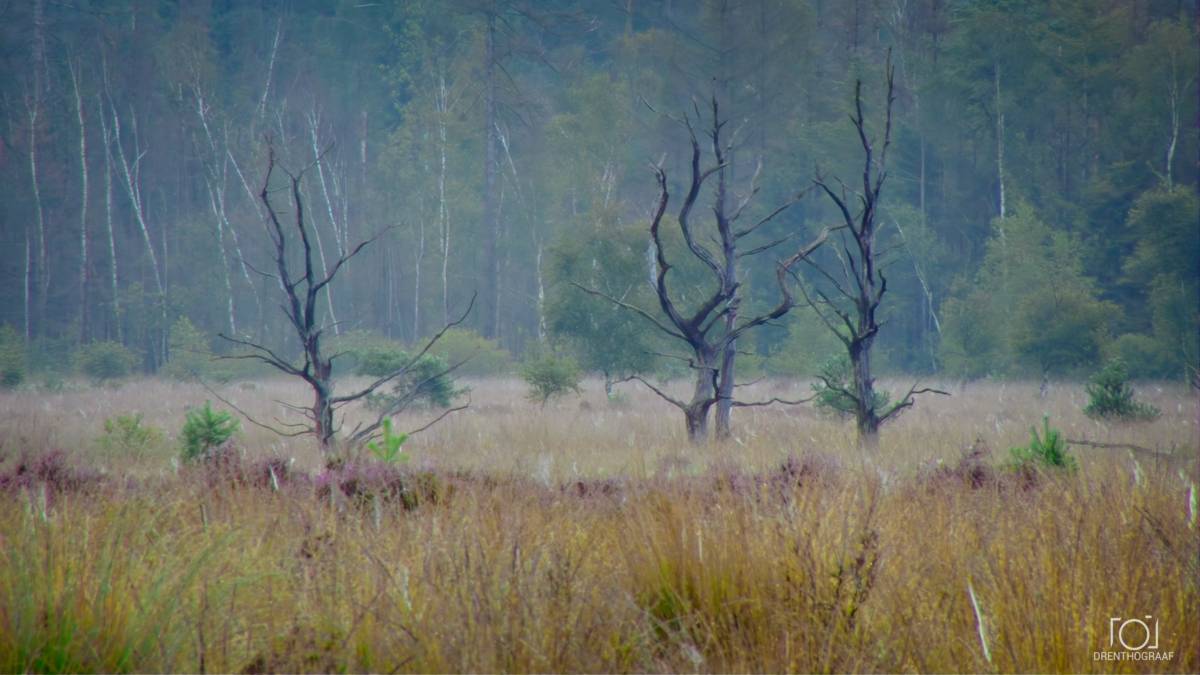 Drie kale, bladloze bomen staan ​​in een mistig, goudbruin heideveld, met een dicht, nevelig bos op de achtergrond onder een zachte, bewolkte ochtendhemel.