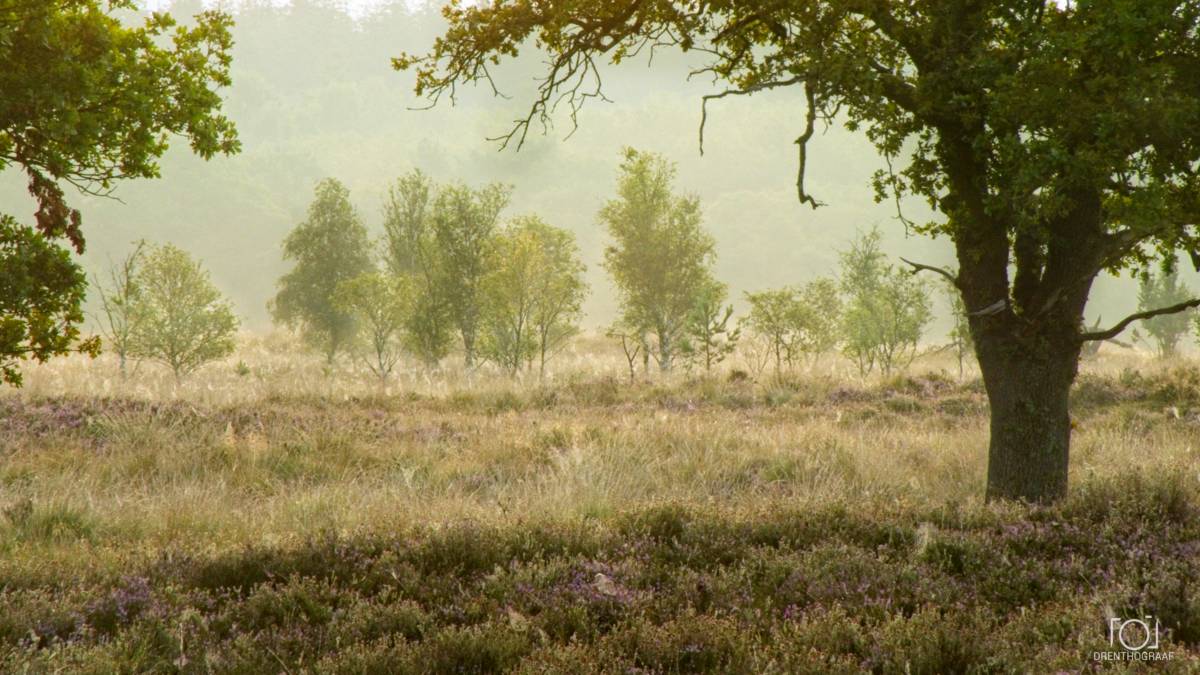 Een mistig ochtendlandschap met een grote eik op de voorgrond, uitkijkend over een veld met paarse heide en verspreide bomen in de verte.