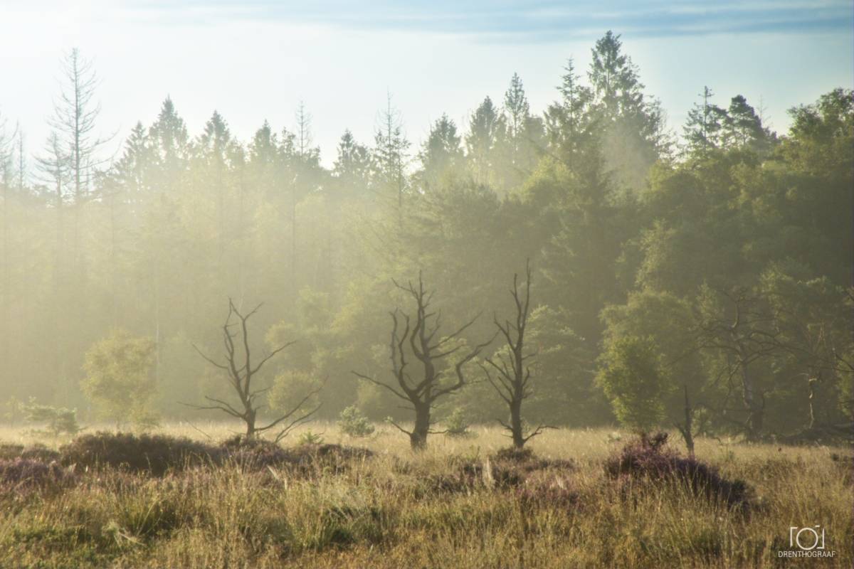 Een mistig ochtendtafereel op een Nederlandse heide, met kale, bladerloze bomen voor een dichte, door de zon beschenen bosrand onder een zachte, nevelige hemel.