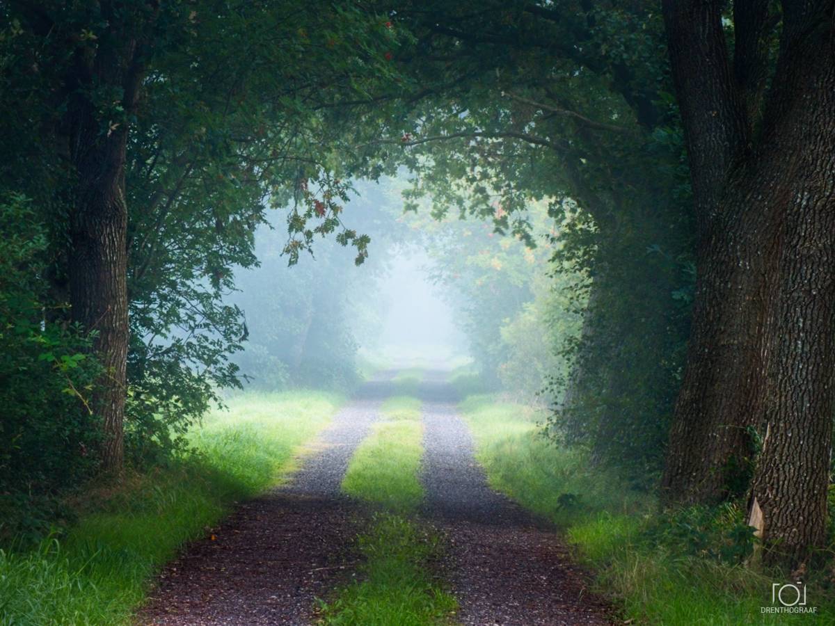 Een nevelig, door bomen omzoomd zandpad strekt zich uit in de verte, omlijst door weelderig groene bomen die een natuurlijke tunnel vormen in een zachte, mistige sfeer.