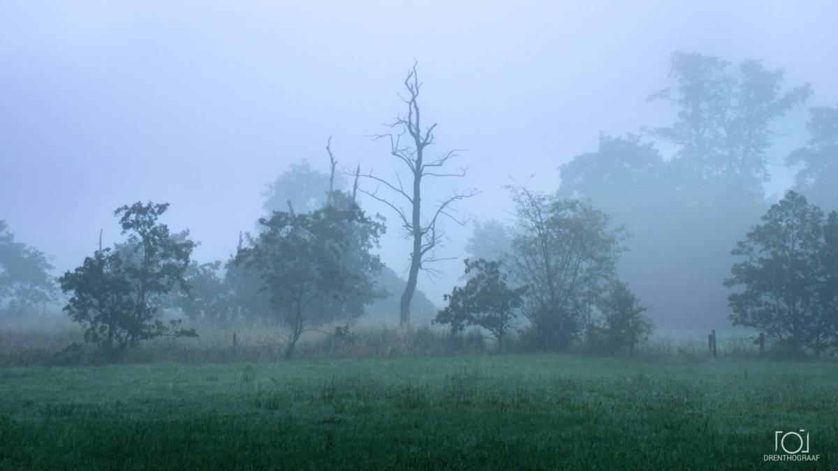 Een sereen weidelandschap, gehuld in dikke ochtendmist, met een opvallende, bladerloze dode boom omringd door weelderige groene bomen onder een bleke hemel.
