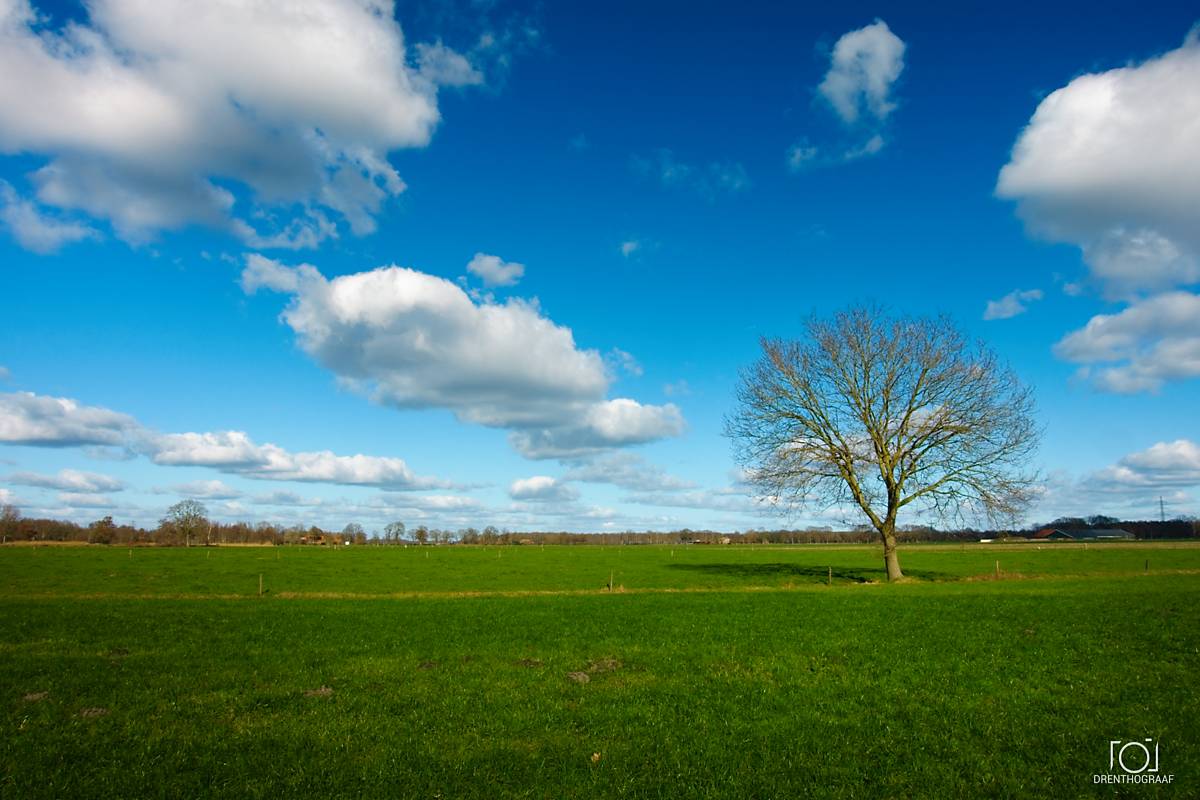 Een eenzame, kale boom staat in een uitgestrekte, levendige groene weide onder een helderblauwe hemel vol pluizige witte wolken, vastgelegd door Drenthograaf.