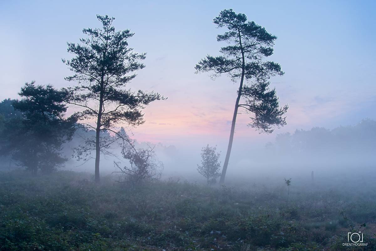 Twee hoge dennen staan ​​bij zonsopgang in een mistig veld, waarbij zachtroze en blauw licht door de mist sijpelt in een sereen, sfeervol landschap.