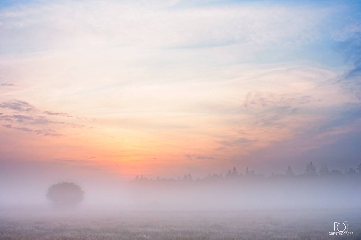 Een sereen landschap bij zonsopgang, met een dikke laag ochtendnevel over een veld, een eenzame boom en een verre bosrand onder een zachte pastelkleurige hemel.
