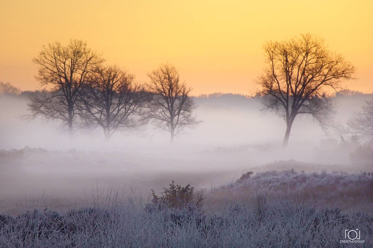 Kale bomen steken boven een dikke deken van ochtendmist uit in een met rijp bedekt veld onder een zachte, gouden zonsopgang, vastgelegd door Drenthograaf.