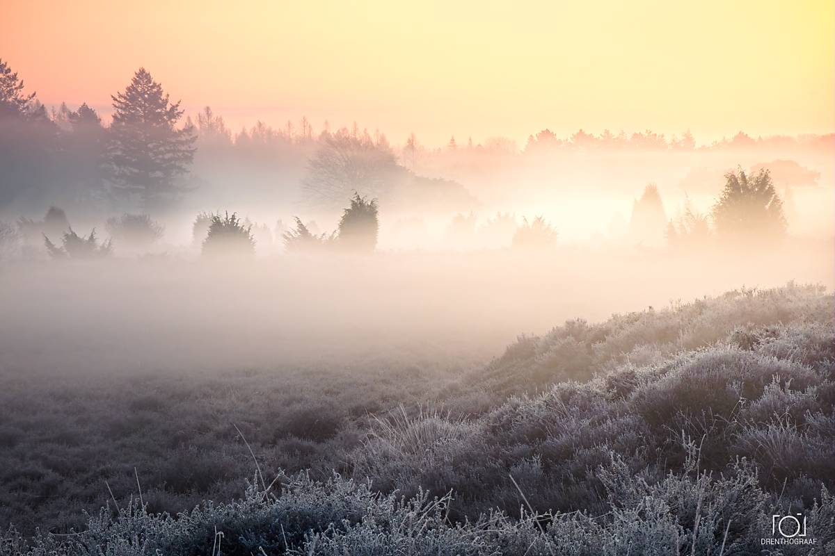 Een sereen, mistig landschap bij zonsopgang met rijp bedekte heide op de voorgrond en silhouetten van bomen die uit de dichte ochtendmist tevoorschijn komen.