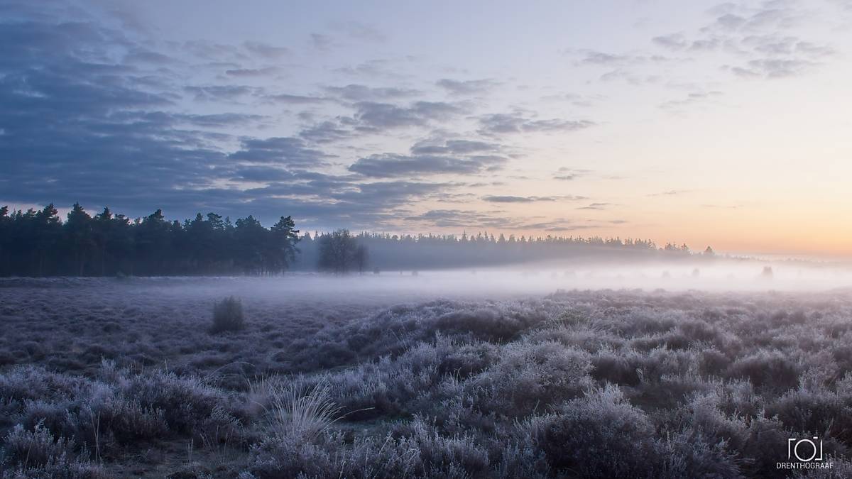 Een sereen, mistig heidelandschap bij zonsopgang met rijpbedekte vegetatie, een verre bosrand en een zachte, pastelkleurige bewolkte hemel erboven.