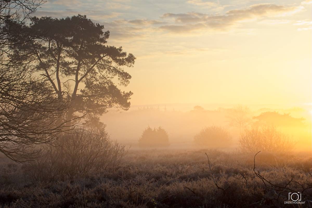 Een sereen landschap bij zonsopgang met een grote boom aan de linkerkant, waar goudkleurig licht door de dikke ochtendmist filtert boven een bevroren, grasrijk veld.
