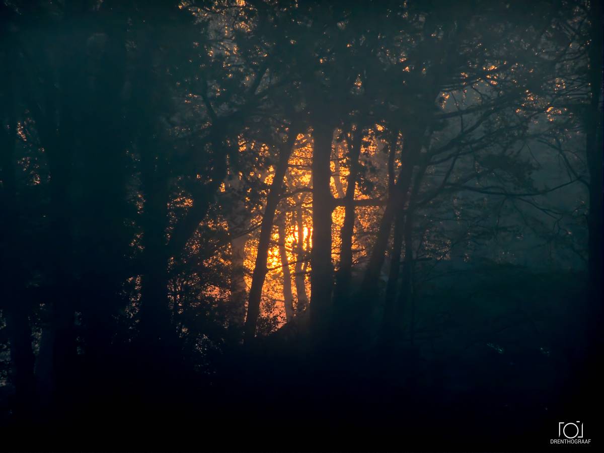 Een donker, sfeervol boslandschap met silhouetten van bomen, verlicht door een gloeiende, warme oranje zonsopgang die door het dichte gebladerte heen schijnt.