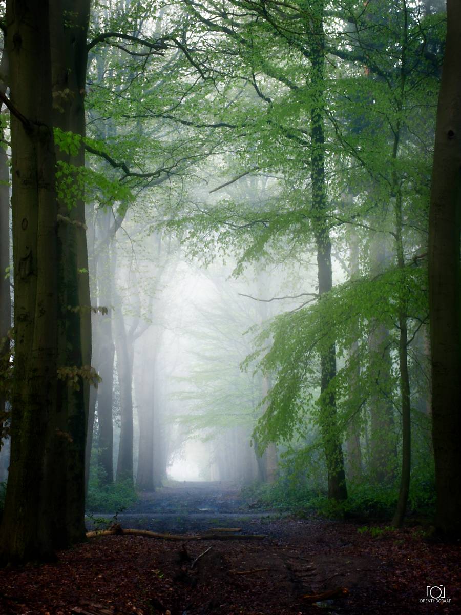 Een mistig, sfeervol bospad, omlijst door hoge, weelderig groene bomen, waarbij zacht licht door het dichte bladerdak heen in de mistige verte valt.
