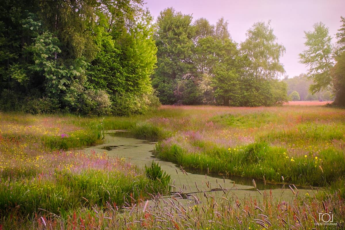 Een vredig beekje kronkelt door een weelderige weide vol wilde bloemen en hoog gras, begrensd door een dicht bos onder een zachte, nevelige roze hemel.