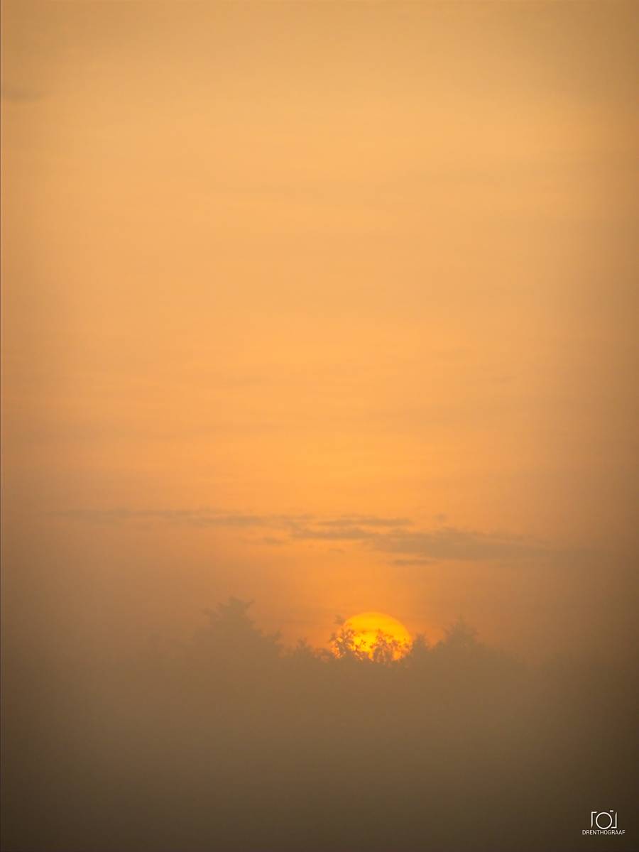 Een gouden zonsopgang gloeit achter een silhouet van bomen, gedeeltelijk aan het zicht onttrokken door een dikke, nevelige ochtendmist in een vredig, sfeervol landschap.