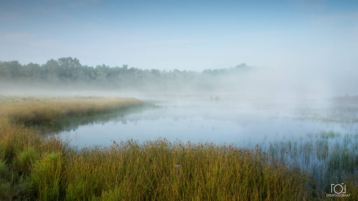 Een sereen, mistig ochtendlandschap met een kalm meer, omringd door hoog, goudkleurig gras en een dicht bos dat gedeeltelijk aan het zicht wordt onttrokken door dikke mist.