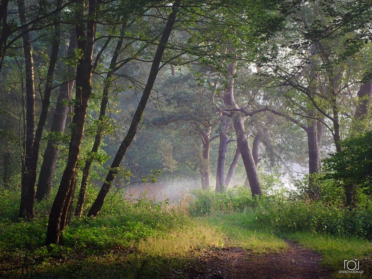 Een vredig bospad slingert zich tussen hoge, slanke bomen door, terwijl zachte ochtendnevel door het weelderige groene bladerdak en het door de zon beschenen loof sijpelt.