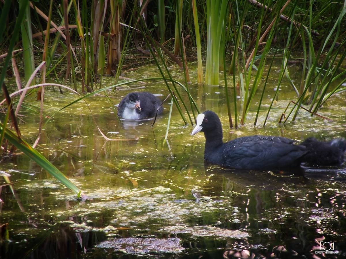 Een volwassen meerkoet met een witte snavel en bles zwemt naast zijn pluizige, grijze jong in een vijver vol groene algen en hoog riet.