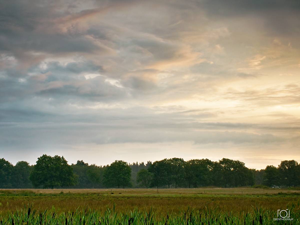 Een sereen landschap met een grasveld op de voorgrond, een rij weelderige groene bomen in het midden en een bewolkte lucht met zacht licht bij zonsondergang.