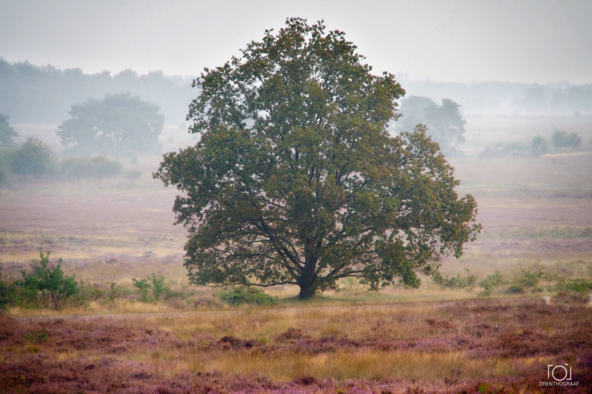 Een eenzame eik staat in een paars heideveld gehuld in nevel, met in de verte vage bomen en velden, wat zorgt voor een stille, serene sfeer.
